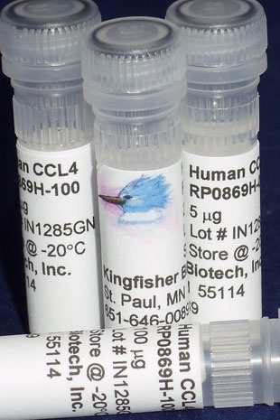 Human CCL4 (MIP-1 beta) (Yeast-derived Recombinant Protein) - 500 ug (5 x 100 ug vials)