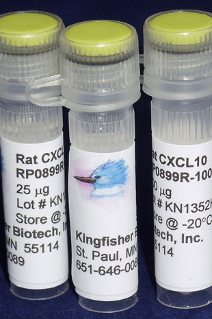 Rat CXCL10 (IP-10) (Yeast-derived Recombinant Protein) - 500 ug (5 x 100 ug vials)