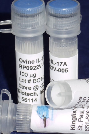 Ovine IL-17A (Yeast-derived Recombinant Protein) - 500 ug (5 x 100 ug vials)