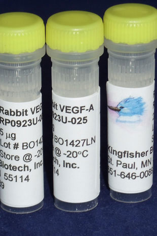 Rabbit VEGF-A (121 aa) (Yeast-derived Recombinant Protein) - 500 ug (5 x 100 ug vials)