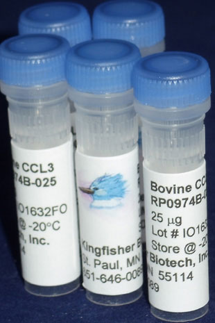 Bovine CCL3 (MIP-1 alpha) (Yeast-derived Recombinant Protein) - 500 ug (5 x 100 ug vials)