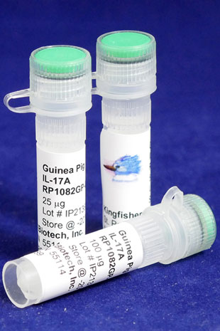 Guinea Pig IL-17A (Yeast-derived Recombinant Protein) - 100 micrograms