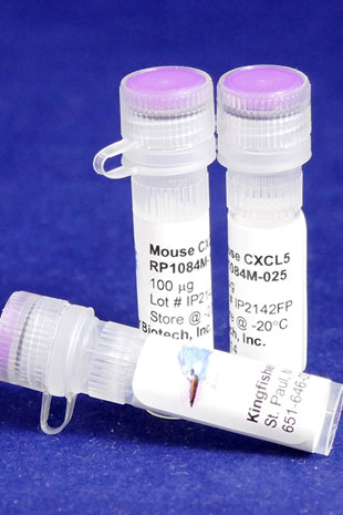 Mouse CXCL5 (ENA-78) (Yeast-derived Recombinant Protein) - 500 ug (5 x 100 ug vials)