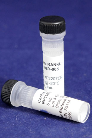 Canine TNFSF11 (RANKL) (Yeast-derived Recombinant Protein) - 25 micrograms