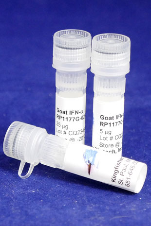 Caprine IFN alpha (Yeast-derived Recombinant Protein) - 500 ug (5 x 100 ug vials)