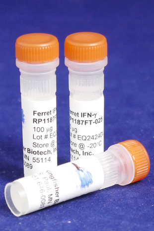 Ferret IFN gamma (Yeast-derived Recombinant Protein) - 100 micrograms