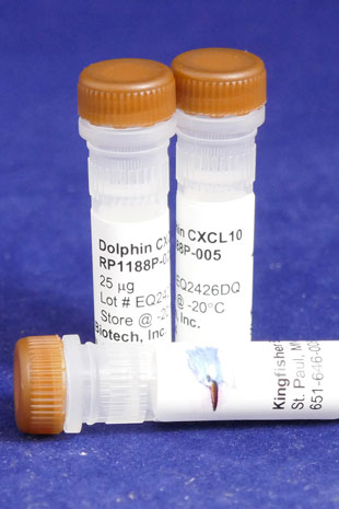 Dolphin CXCL10 (IP-10) (Yeast-derived Recombinant Protein) - 500 ug (5 x 100 ug vials)